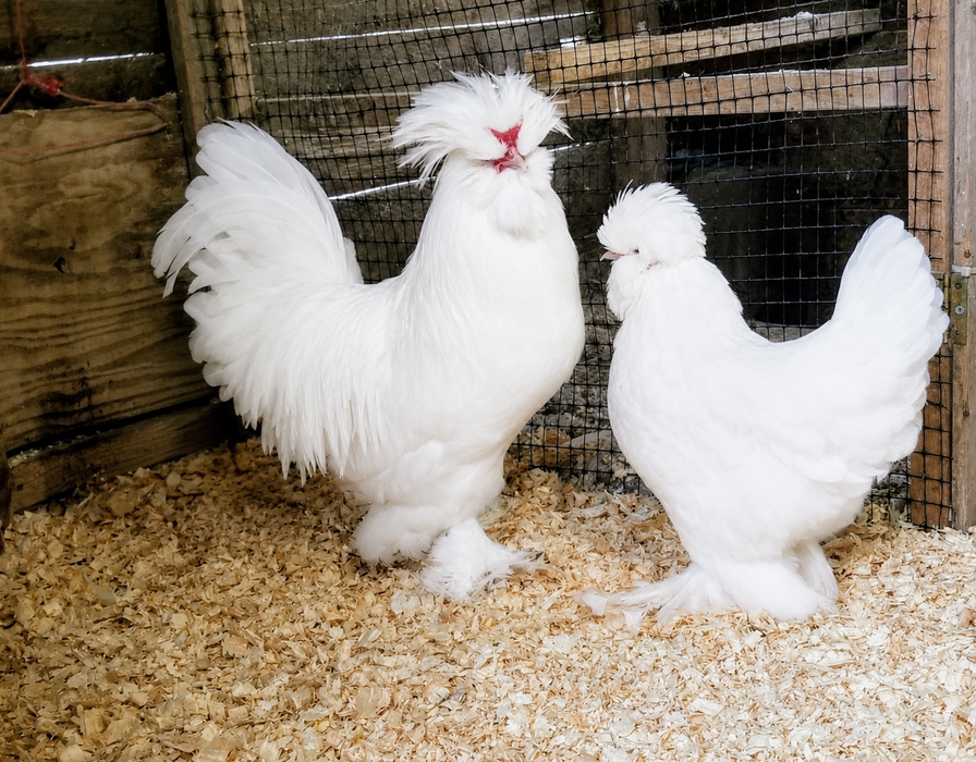 Sultan Chicks - Rare Heritage Show Lines