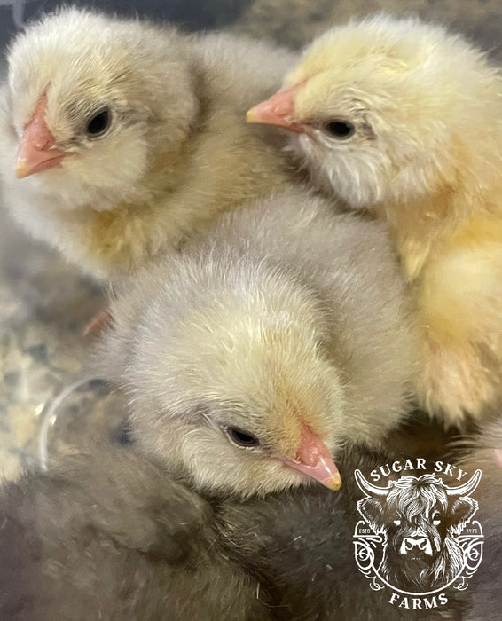 White Ameraucana Chicks