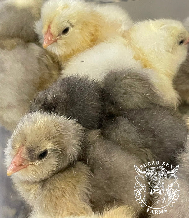 White Ameraucana Chicks