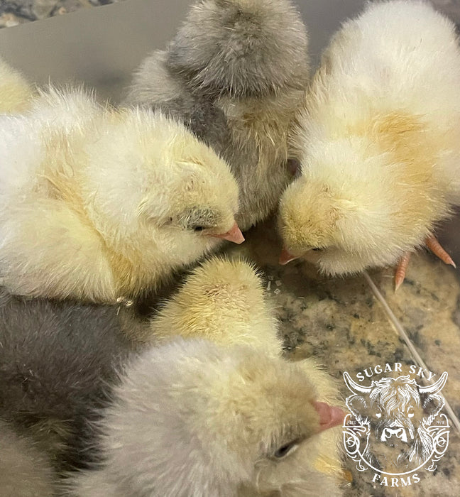 White Ameraucana Chicks