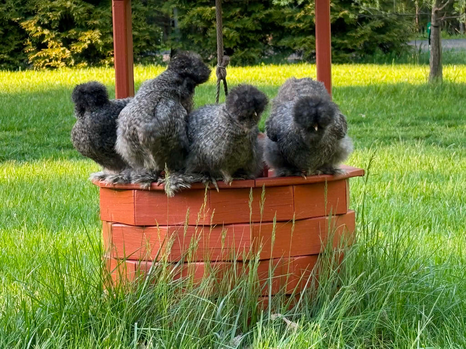 Black Cuckoo Silkie Hatching Eggs