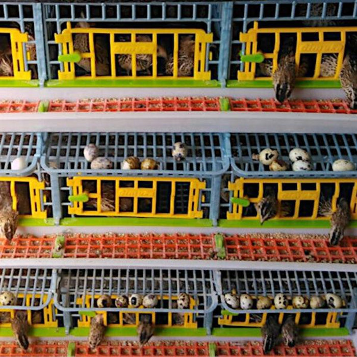 Quail Cage - 3 Layer