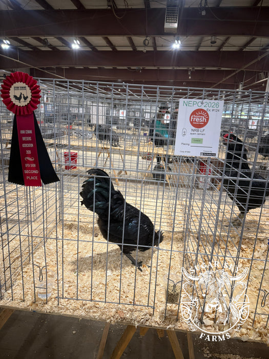 Ayam Cemani Chicks